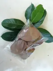 25 Dried Jack fruit Leaves for Aquariums Jack Leaf Bio Film Betta Fish & Shrimp