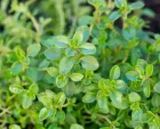 ✅ 100% Pure Thyme Essential Oil High In Thymol. Thyme Oil