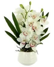 Creative Displays White Orchid Arrangement In White Ceramic Pot NoSize