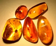 5 Dominican Amber Fossils with Insects Winged Ant Moth Wasp Fungus Gnat Beetle