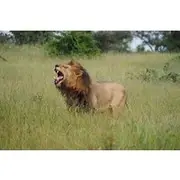Save 15.00%! Kruger National Park Day Trip with Breakfast from Hoedspruit