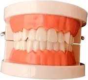 HEALSOPTHY Teeth Model for Oral Education Teaching Demonstration Typodont with Hinge Opening for Adults for Brushing and Flossing Instruction