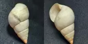 #A2 Liguus Elegans Simpson, N. Key Largo, Fl., 41.7mm land snail shell