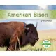 American Bison