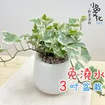 【小品文化】常春藤【現貨】3吋雪胖免澆水盆栽 懶人盆栽 觀葉植物 室內植物 自動吸水 創意花盆 居家辦公盆花