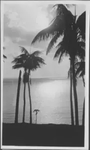 Lord Howe Island Palms, Lord Howe Island - Old Photo 4