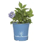 200mm Endless Summer Hydrangea Bailmer - Hydrangea macrophylla