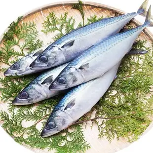 【漁夫鮮撈】 挪威薄鹽花鯖魚(整尾)350g/每尾，共15尾