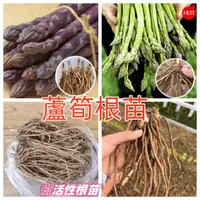 在飛比找蝦皮購物優惠-【蘆筍根苗】 綠色蘆筍紫色蘆筍根莖多年生苗四季種植 三年生老