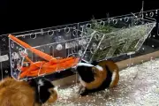 Hay Feeder - The Ultimate Hay Feeder for Small Pets Like Guinea Pigs, Rabbits...