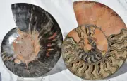 Large Black Ammonite Pair Crystals 110myo Dino age FOSSIL XXXL 190mm 7.5" 9184bb