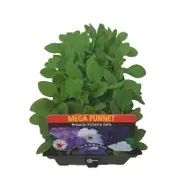 Petunia Victoria Falls Punnet - Petunia x hybrida