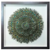 Peacock Feathers Circle Shadow Box