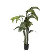 [OneWorld Collection] Travellers Palm 1.8m
