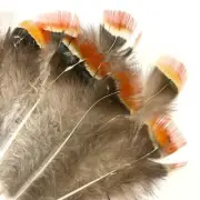 Natural Timmincks Satyr Trogapan Pheasant Plumage x 10pcs