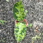 迷彩粗肋草（AGLAONEMA PICTUM TRICOLOR）