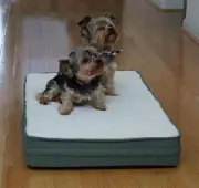PETBED4LESS Waterproof one piece 100% Orthopedic MEMORY FOAM Cat Bed Dog Bed