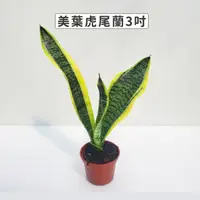 在飛比找momo購物網優惠-【Gardeners】美葉虎尾蘭 3吋盆-1入(室內植物/綠