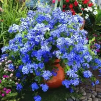 在飛比找蝦皮購物優惠-🍓【免運大熱銷] 藍雪花種子 爬藤植物花卉 室內外盆栽花卉 