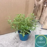 在飛比找momo購物網優惠-【花森好市】甜菊(香草植物 盆栽 天然代糖)