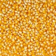 AUSTRALIAN GROWN POPCORN RAW 25 KG, CATERS BULK BUY, PICK UP OR FREIGHT