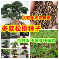 在飛比找蝦皮購物優惠-💥💥【松樹種子】招財旺宅 松樹種子 迎客松種子 黑松 美人鬆