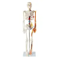 在飛比找蝦皮商城優惠-醫學85CM人體骨骼肌肉起止點神經模型小針刀人體骨骼模型 M