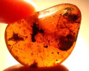 Water Enhydro with Moving Air Spider Plant in Burmite Amber Fossil Dinosaur Age