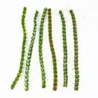 Bring Your Model Building to Life with Self Adhesive Static Grass Tufts