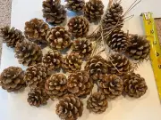 Pine Cones, 24 Cones Included