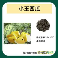 在飛比找蝦皮購物優惠-【台灣出貨 電子發票】小玉西瓜 種子 3顆 菜籽 田園 西瓜