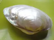 Sea Shell Seashells 5.2" Polished Macabebe Shell