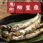 爆卵柳葉魚/冰冷海域急凍/肉鮮蛋香/下酒菜/300G±5% ✦基隆男水產✦