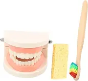 COSMEVIVI 1 Set Boys and Girls Care Teeth Model Kit Tooth Brushing Teaching Model for Children Realistic Design Teaching Random