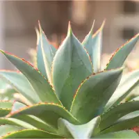 在飛比找蝦皮購物優惠-多肉植物  龍舌蘭 agave 丸葉藍光（植株購至龍板吳同學