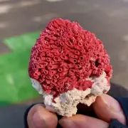22G Natural Red coral reef Cluster Ocean Mineral Crystal Specimen