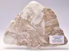 ARCHAEOCYATHA SLICE, CAMBRIAN, AJAX FORMATION, AUSTRALIA S953