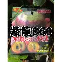 在飛比找蝦皮購物優惠-【花無缺❶號】水果  ⚇紫龍860牛奶果 ⚉ 30-60公分