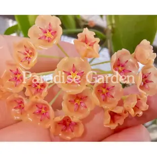【天堂花園 Paradise Garden】粉橘鈴鐺Hoya siariae light pink