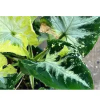 在飛比找蝦皮購物優惠-炒蛋合果芋 Syngonium Wendlandii Scr