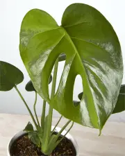 Monstera Deliciosa in Speckled White Pot (120mm)