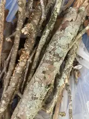 Large Assorted Oak Branches~ Sticks~ Moss~Reptile Or Insect Hide~Organic