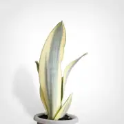 Sansevieria Moonshine Splash Rare Uniqe Snake Plant