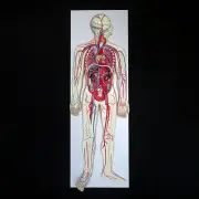Anatomical Human Circulatory System Model - Medical Skeleton Anatomy