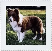 8x8 inch Quilt Square - Border Collie Tan and White Dogs Border Collie