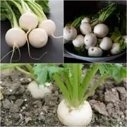 Turnip - White Egg (Snowball) seeds