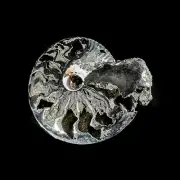 44g Pyritized Ammonite metallic shell fossil 52x43mm from Volga river, Russia