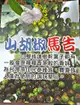 5吋盆 [馬告 山胡椒盆栽 馬告苗 原住民料理最愛] 室外植物活體盆栽 送禮小品盆栽 ~不是隨時有~ 請先確認!!!