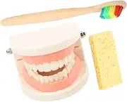 Healeved 1 Set suite school supplies Teeth Model wood Toy teaching care Teaching Teeth Model Kit Tooth Model toiletry set child tool bristles