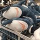 鯊魚抱枕(60cm) 長條抱枕 造型抱枕 大鯊魚 玩偶 軟萌 娃娃 抱枕 (2.8折)